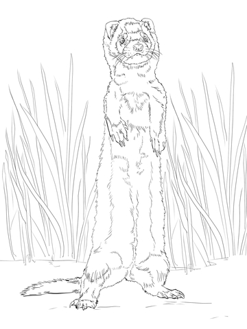 Ferret Standing Up Coloring Page